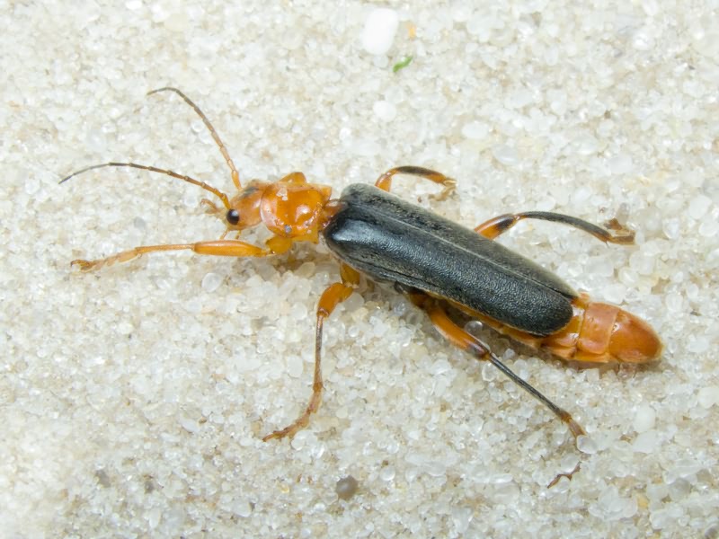 Cantharidae Imhoff, 1856